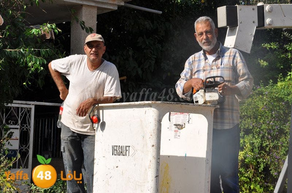 trees lud 1112 (5).JPG